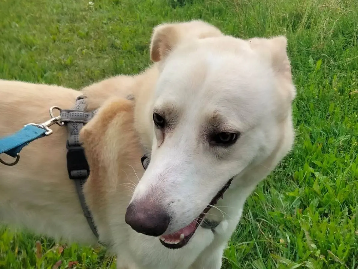 Adotta un cane, taglia media, maschio, Monza