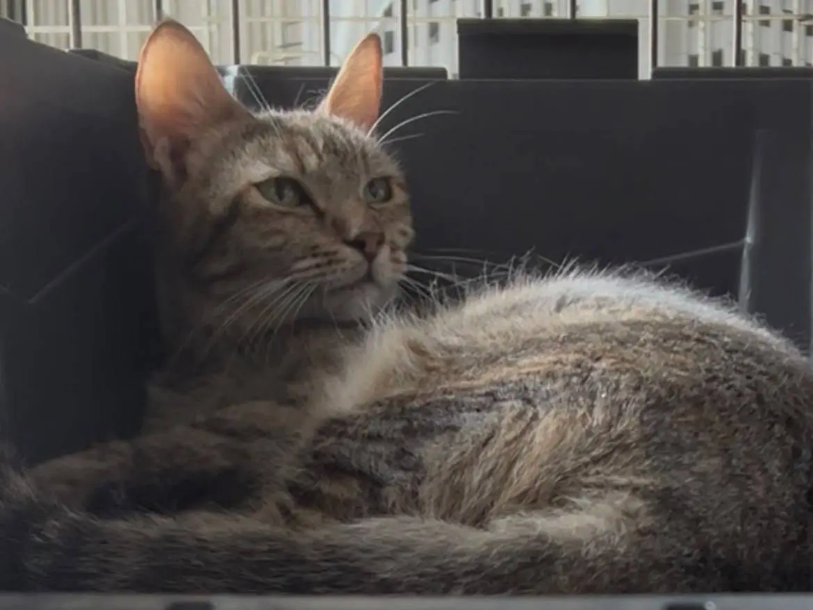 Adozione gatto, femmina, Razza sconosciuta Razza sconosciuta, 1 anno, taglia non valida, Trapani
