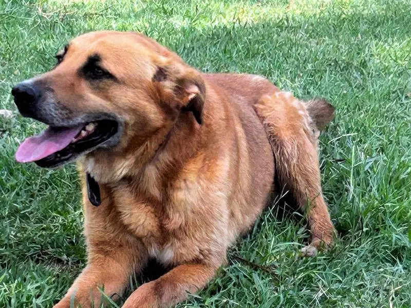 Adotta un cane, maschio, 4 anni e 3 mesi, Frosinone