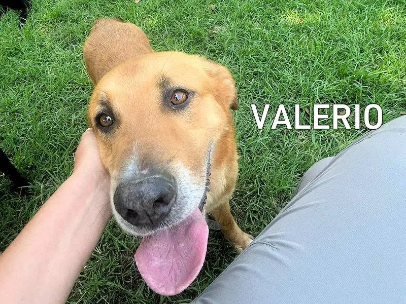 Adozione cane, maschio, Golden Retriever Razza sconosciuta, 4 anni e 3 mesi, taglia media, Frosinone