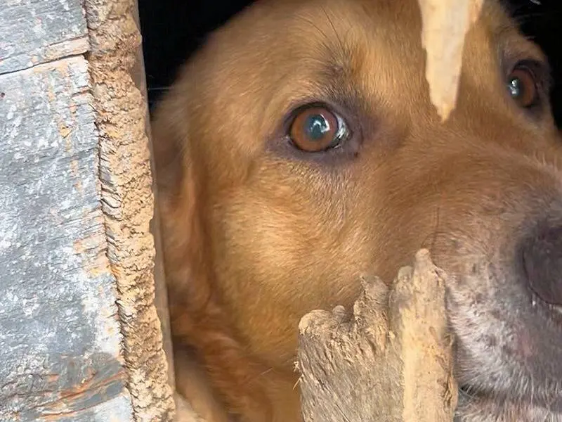 Adotta il cane VALERIO a Frosinone