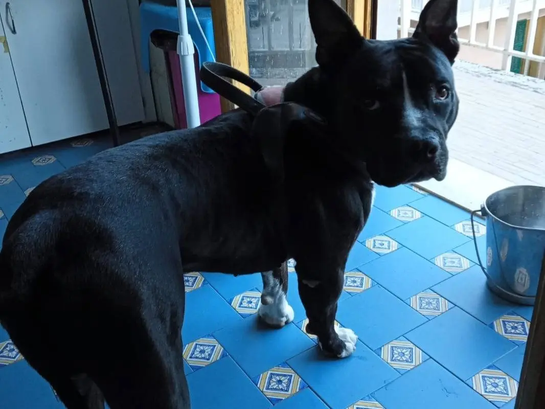 Adozione cane, maschio, Amstaff Razza sconosciuta, 3 anni e 4 mesi, taglia grande, Mantova