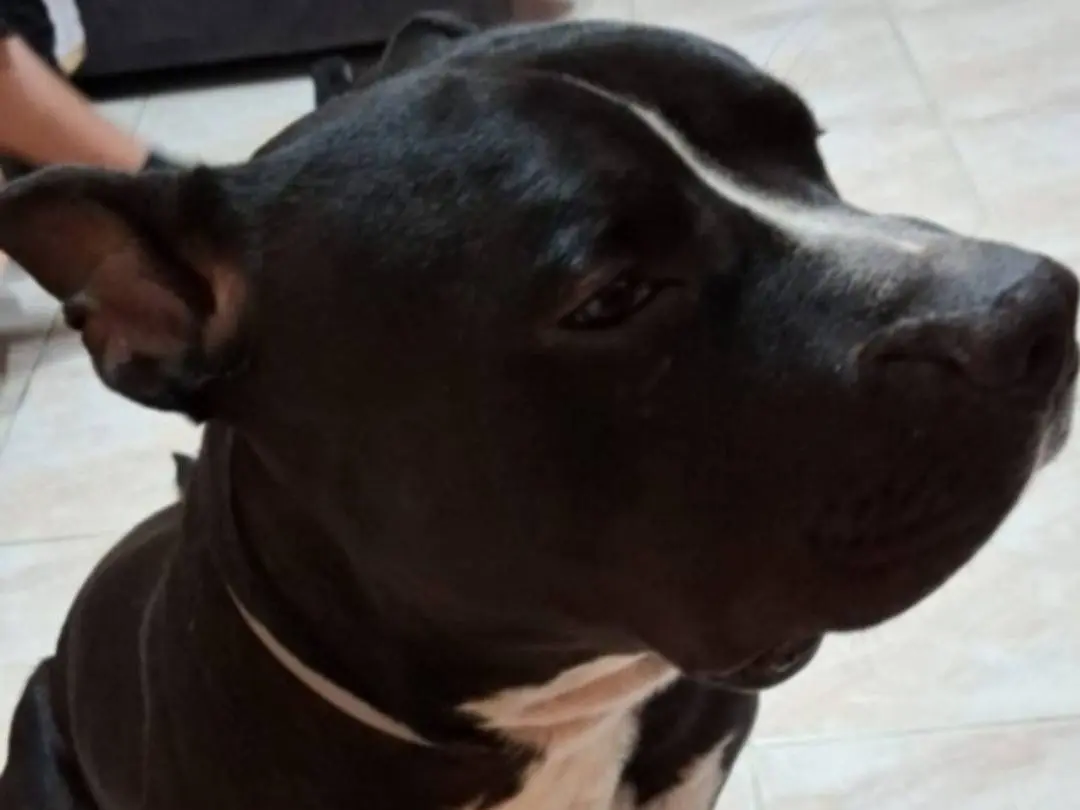 Adotta il cane Aron SFORTUNATISSIMO a Mantova