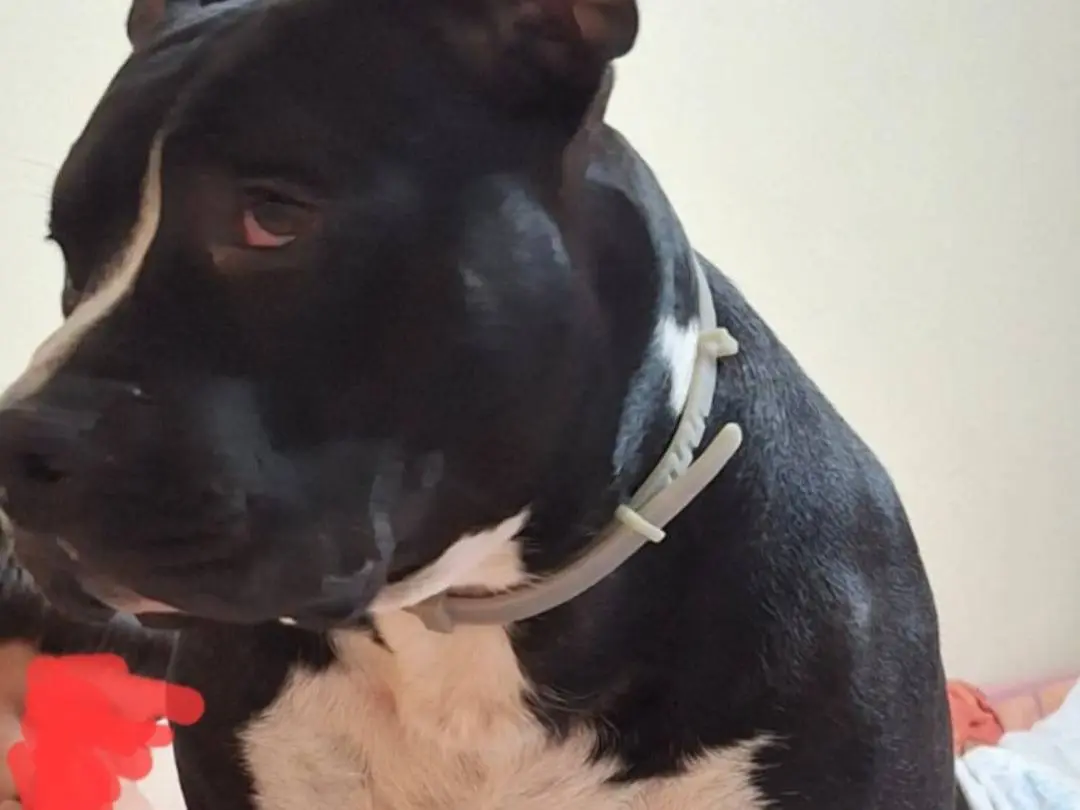 Adotta un cane, taglia grande, maschio, Mantova