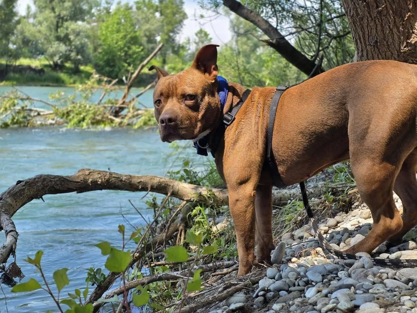 Adotta un cane, maschio, 4 anni e 11 mesi, Bergamo