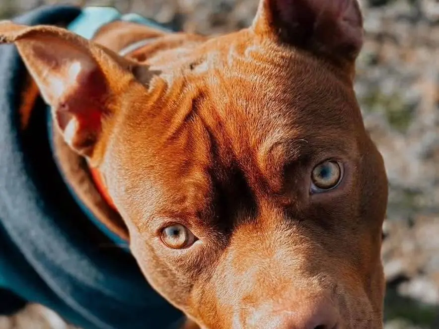 Adozione cane, maschio, Pitbull Razza sconosciuta, 4 anni e 11 mesi, taglia media contenuta, Bergamo