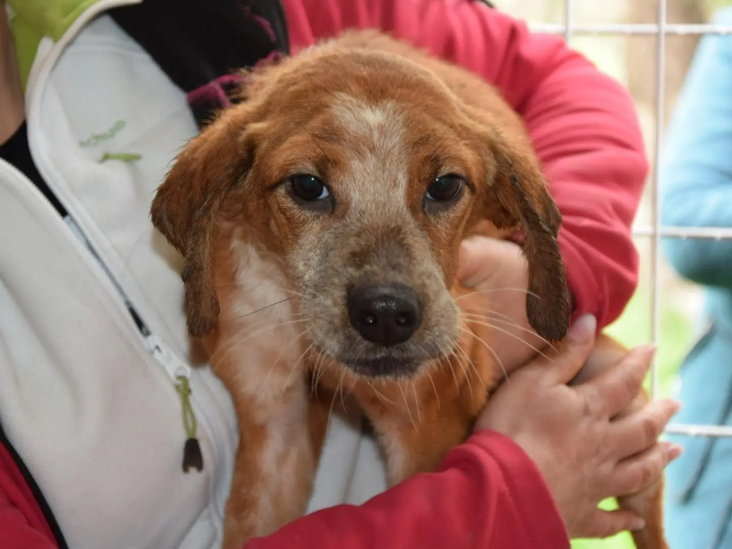 Adozione cane, femmina, Razza sconosciuta Razza sconosciuta, 2 anni e 3 mesi, taglia piccola, Chieti