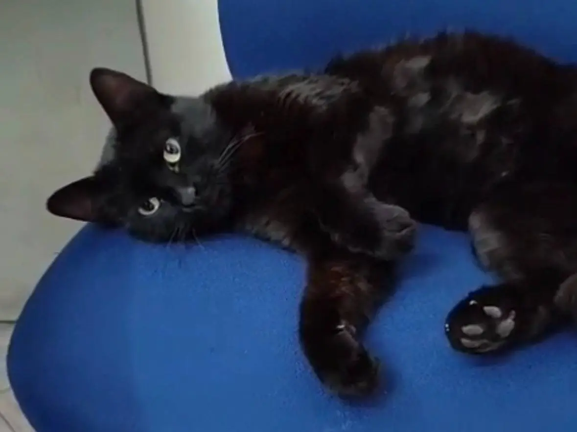 Adozione gatto, femmina, Razza sconosciuta Razza sconosciuta, 1 anno e 11 mesi, taglia non valida, Napoli