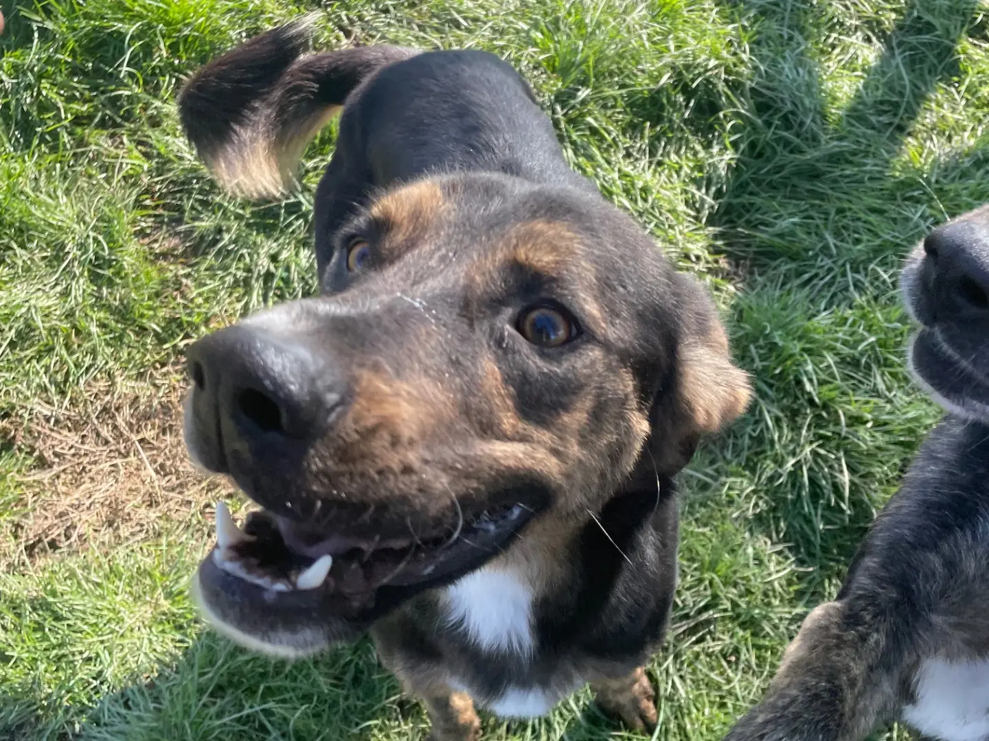 Adotta il cane Alfred a Latina