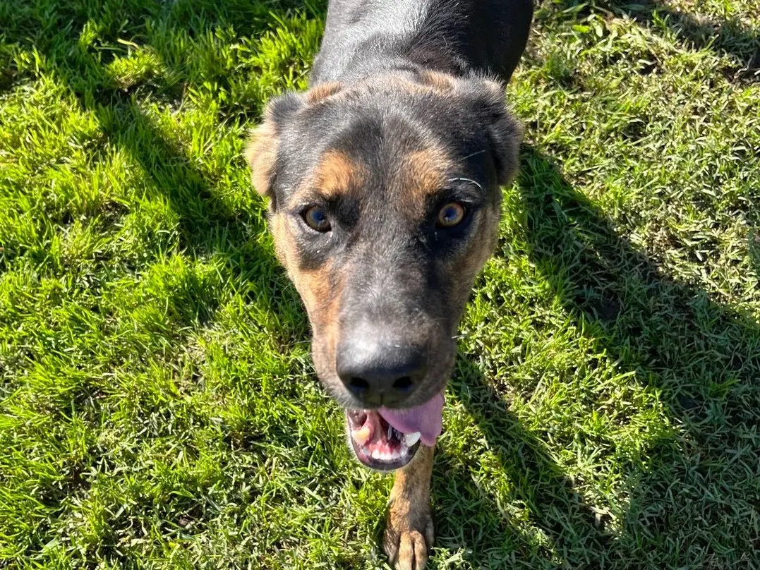 Adotta un cane, maschio, 8 anni e 8 mesi, Latina