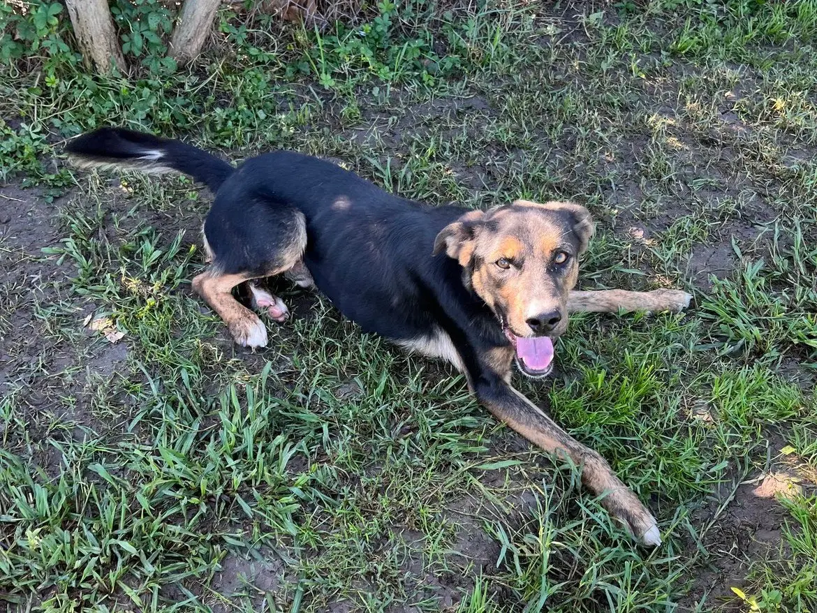 Adotta un cane, taglia media, maschio, Latina