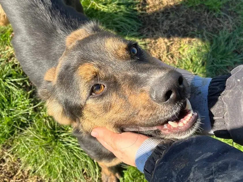 Adozione cane, maschio, Pastore tedesco Razza sconosciuta, 8 anni e 8 mesi, taglia media, Latina