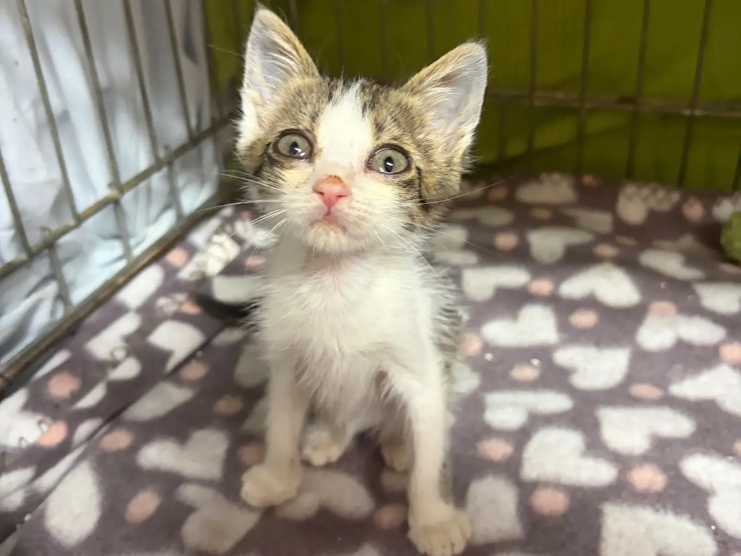 Adozione gatto, femmina, Razza sconosciuta Razza sconosciuta, 6 mesi, taglia non valida, Potenza