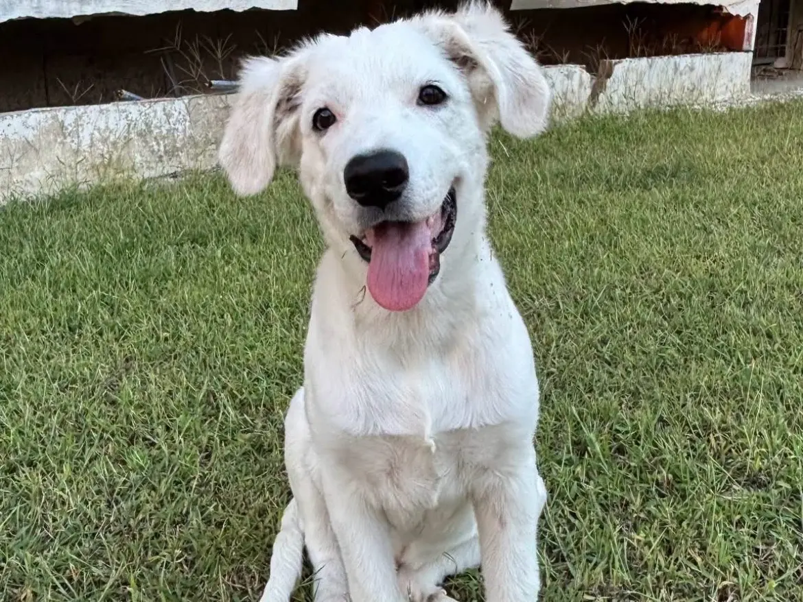 Adozione cane, maschio, Pastore maremmano Razza sconosciuta, 5 mesi, taglia media, Caserta