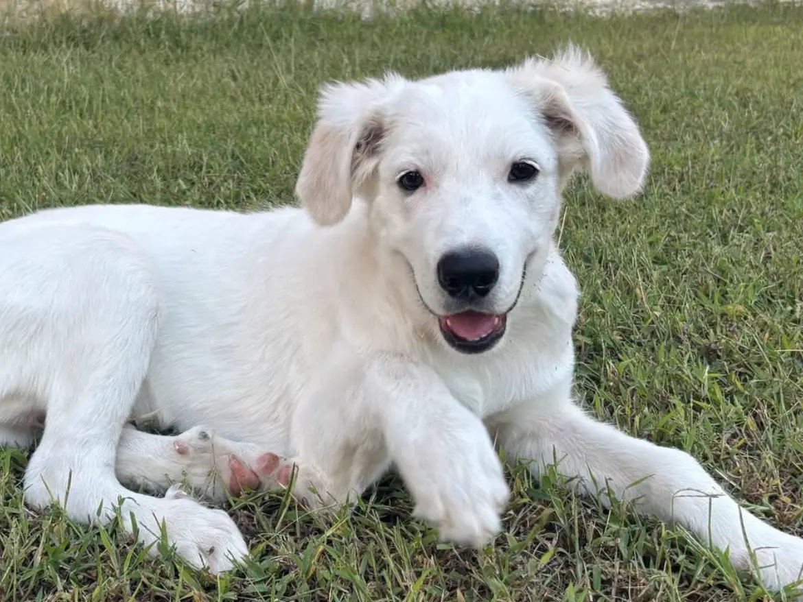 Vuoi adottare un cane a Caserta?