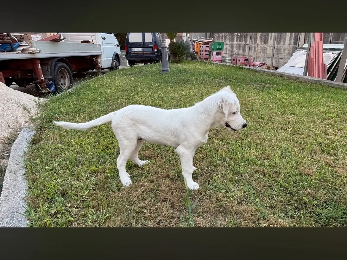 Adotta il cane Toto a Caserta