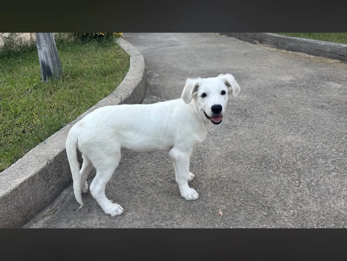 Adotta un cane, maschio, 5 mesi, Caserta