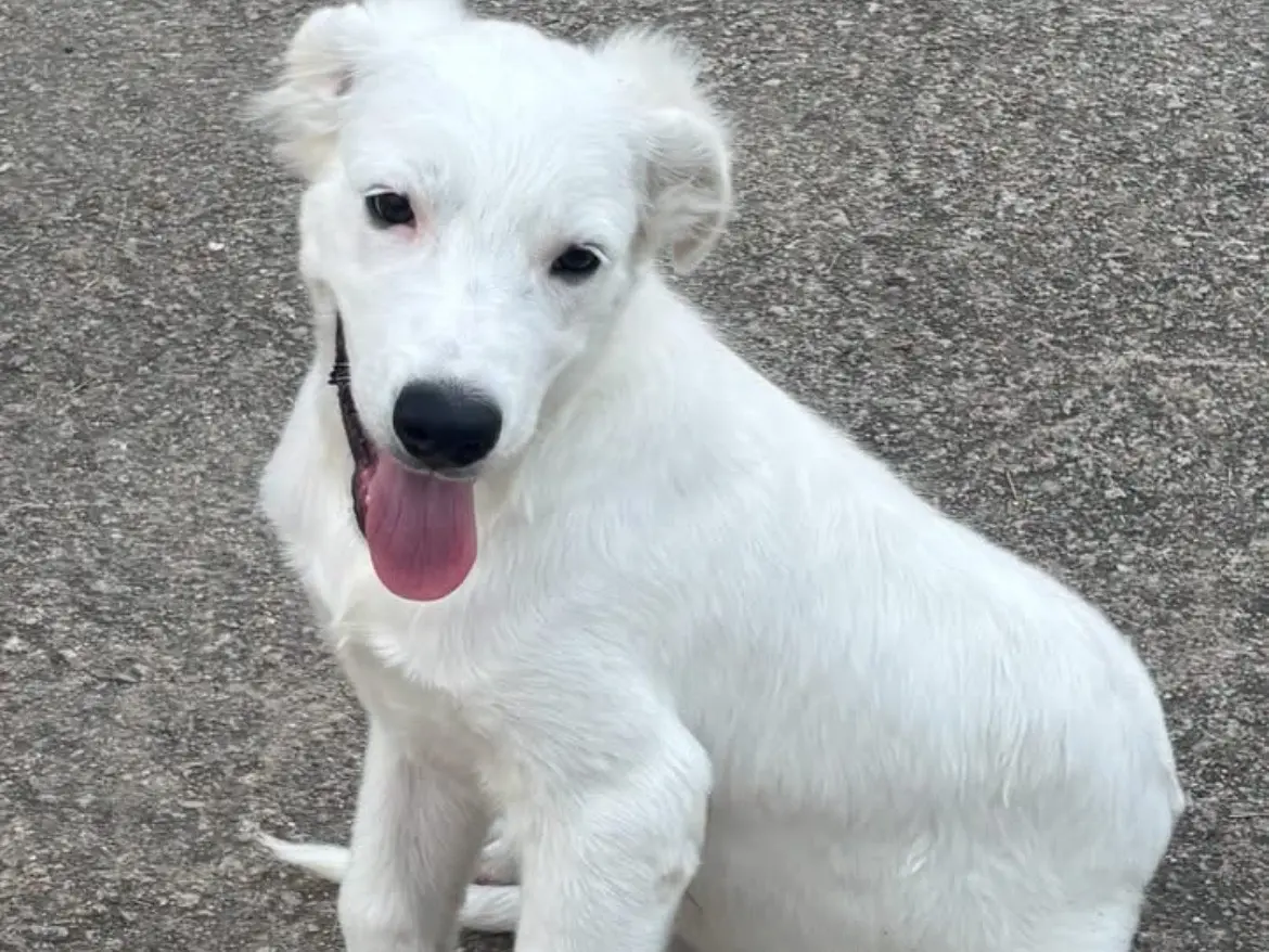 Adotta un cane, taglia media, maschio, Caserta