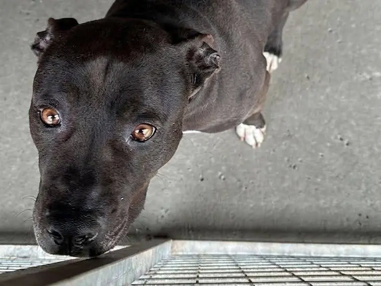 Adozione cane, femmina, Pitbull Razza sconosciuta, 8 anni e 4 mesi, taglia grande, Crotone