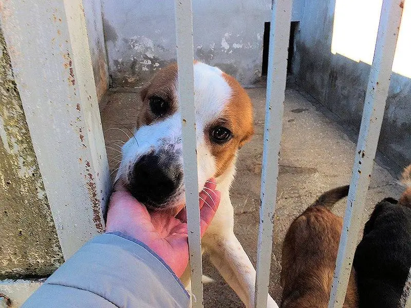 Adotta il cane FILIPPO a Frosinone