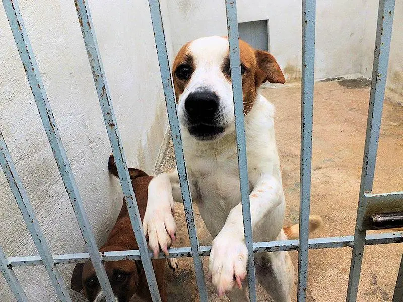 Adotta un cane, maschio, 7 anni e 7 mesi, Frosinone