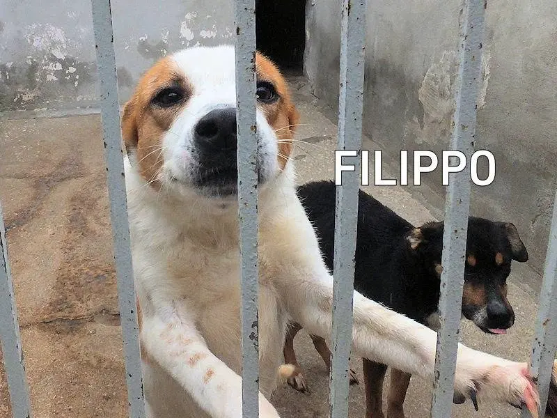 Adozione cane, maschio, Bracco Razza sconosciuta, 7 anni e 7 mesi, taglia media, Frosinone