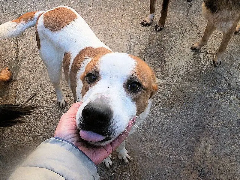 Vuoi adottare un cane a Frosinone?