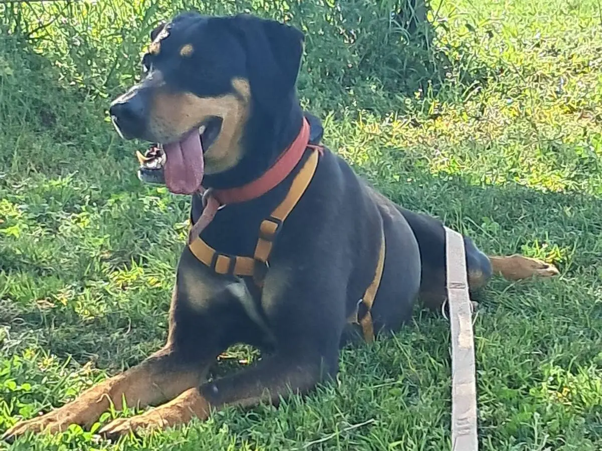Adotta il cane SKYLAR a Milano