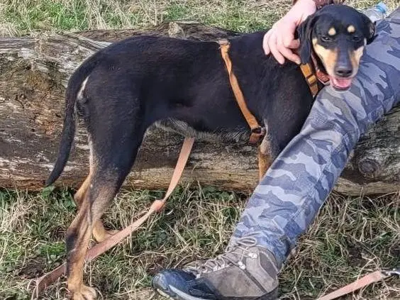Adotta un cane, femmina, 4 anni e 6 mesi, Milano