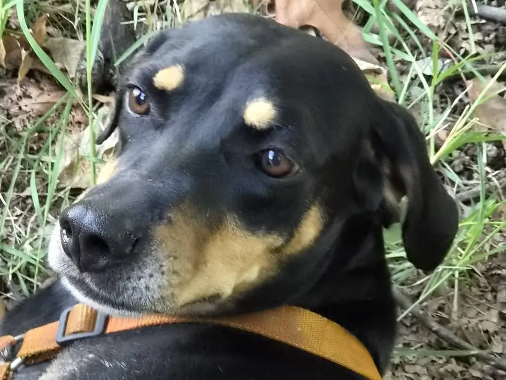 Adotta un cane, taglia media contenuta, femmina, Milano