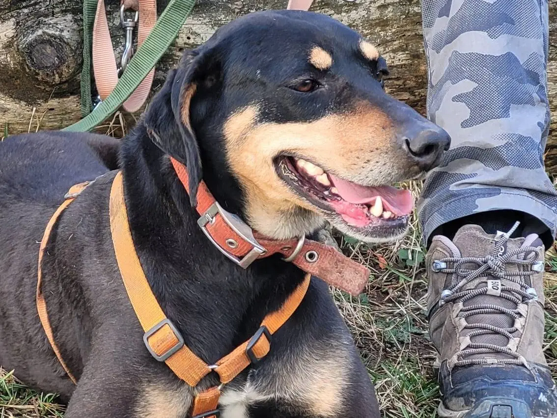 Adozione cane, femmina, Razza sconosciuta Razza sconosciuta, 4 anni e 6 mesi, taglia media contenuta, Milano