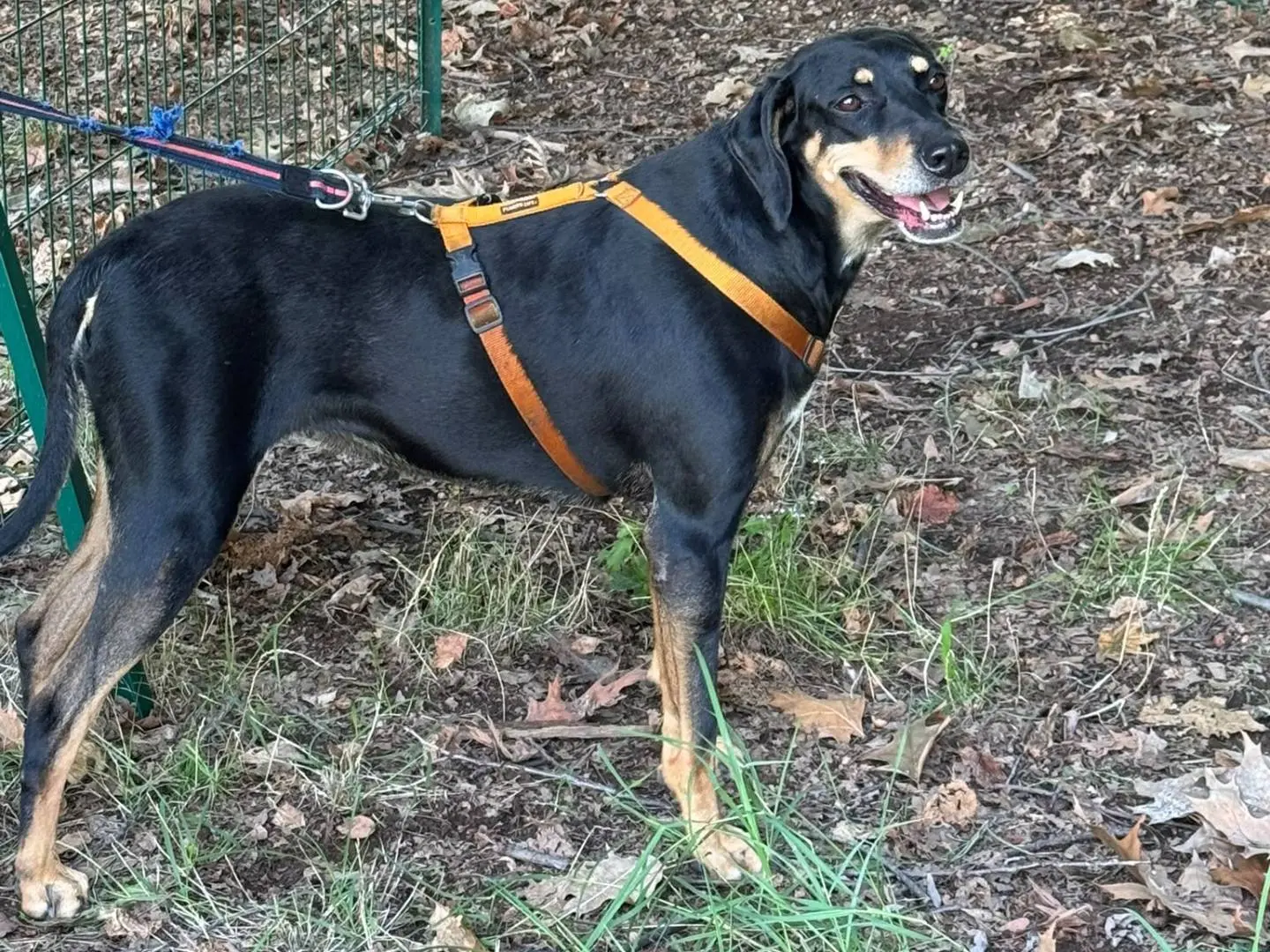 Vuoi adottare un cane a Milano?