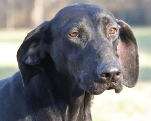 Adozione cane, femmina, Bracco, 8 anni e 2 mesi, taglia media, Milano