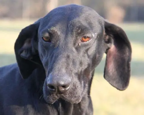 Adotta un cane, femmina, 8 anni e 2 mesi, Milano