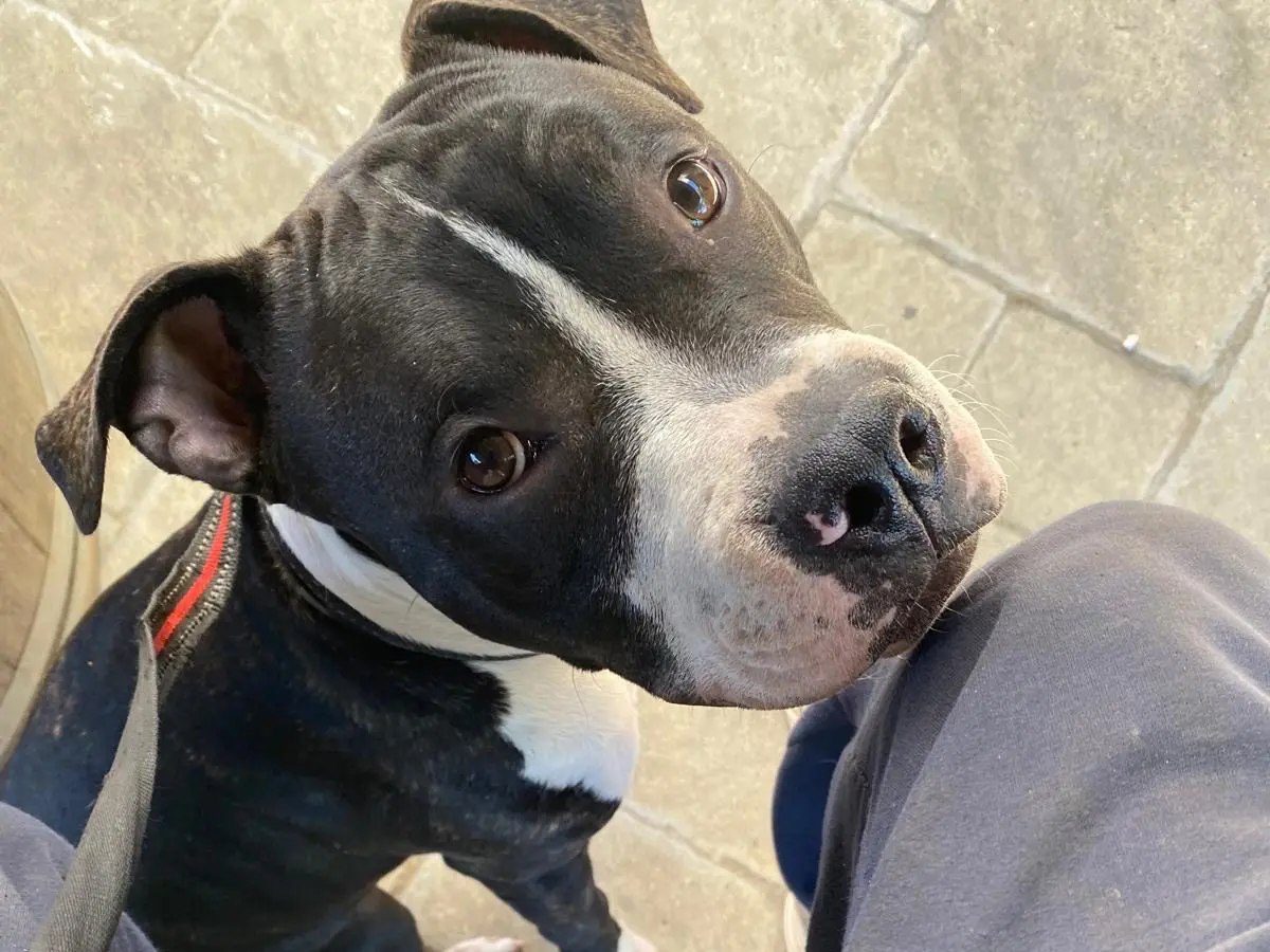 Adozione cane, maschio, Amstaff, 2 anni e 9 mesi, taglia media contenuta, Livorno