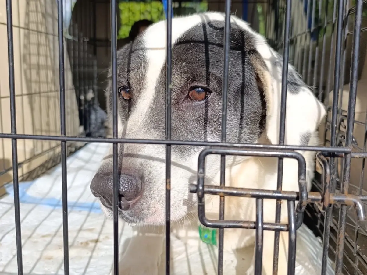 Adotta un cane, maschio, 5 anni e 11 mesi, Venezia