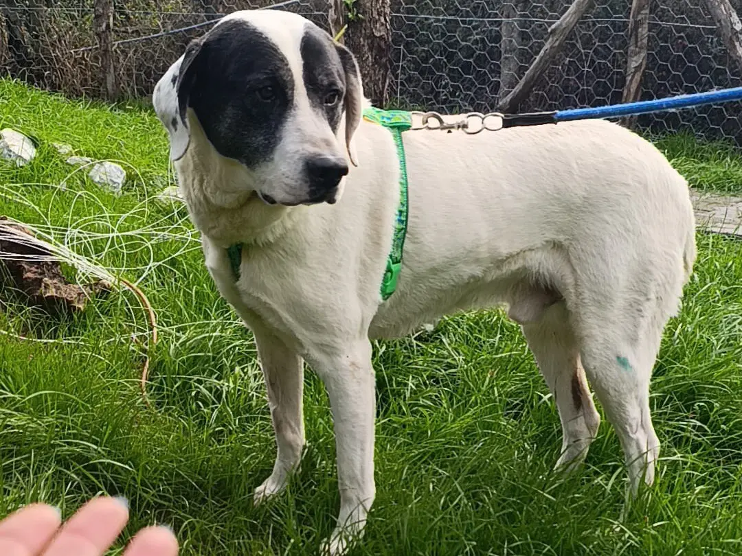 Adotta il cane Arthur a Venezia
