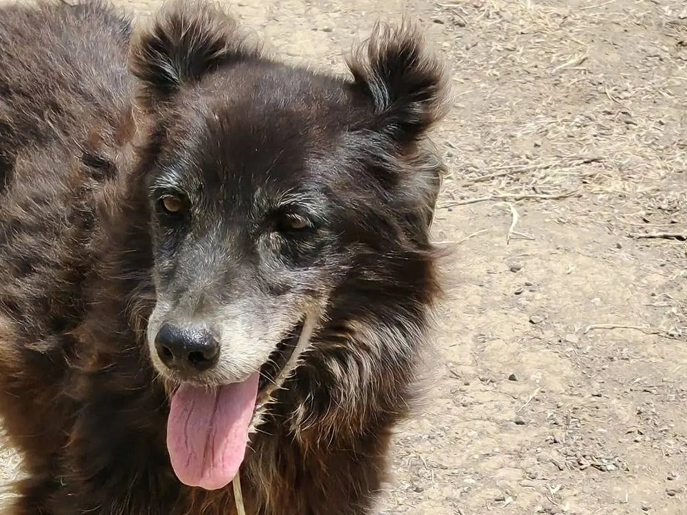 Adozione cane, femmina, Razza sconosciuta Razza sconosciuta, 13 anni e 3 mesi, taglia media contenuta, Roma