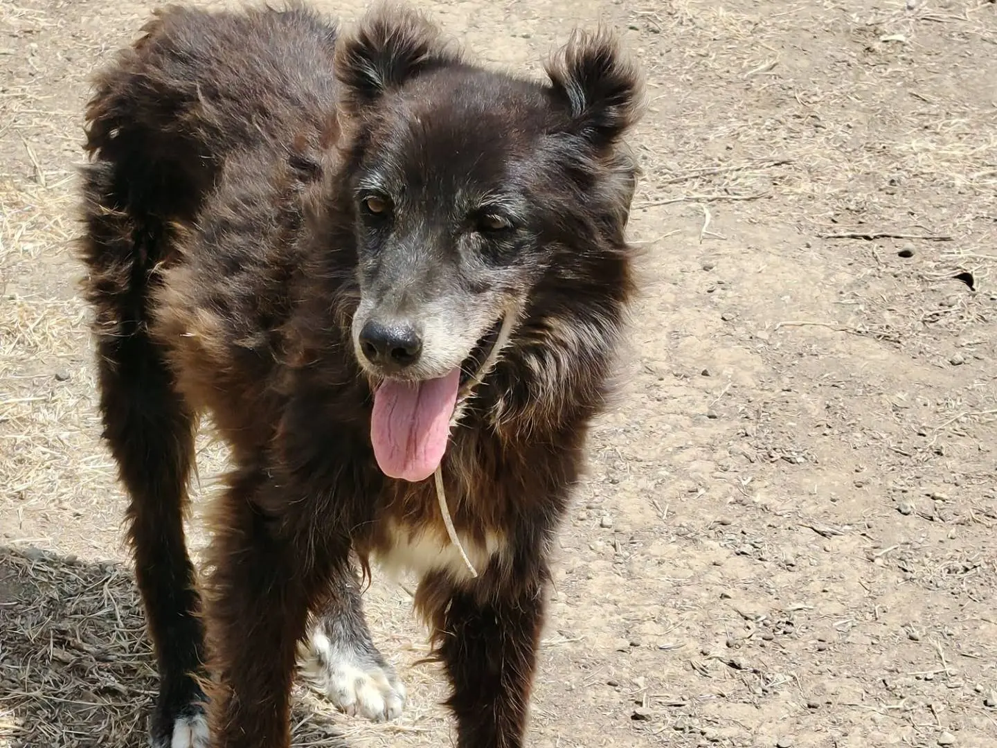 Adotta un cane, femmina, 13 anni e 3 mesi, Roma