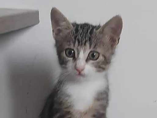 Adotta il gatto JasmineFatima a Monza
