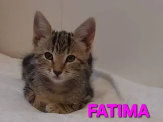 Adotta un gatto, femmina, 1 mese, Monza