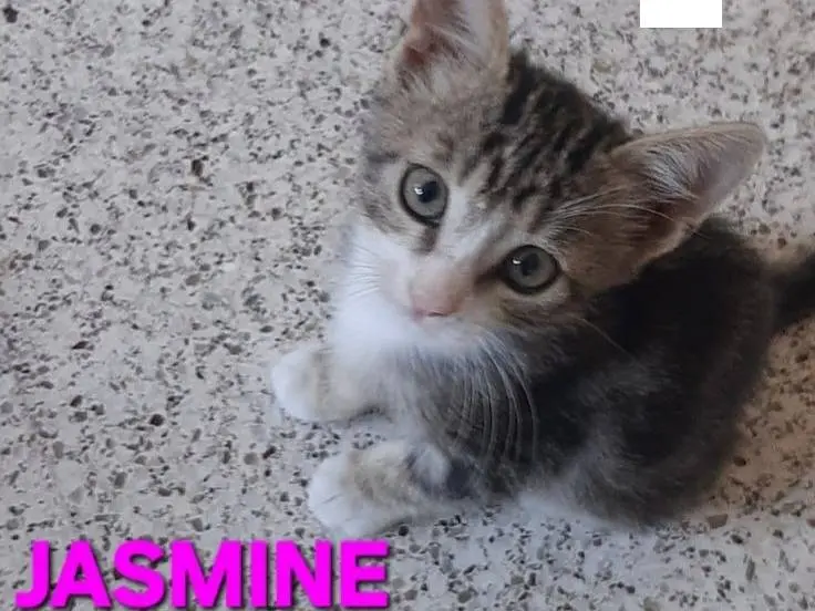 Adotta un gatto, taglia non valida, femmina, Monza