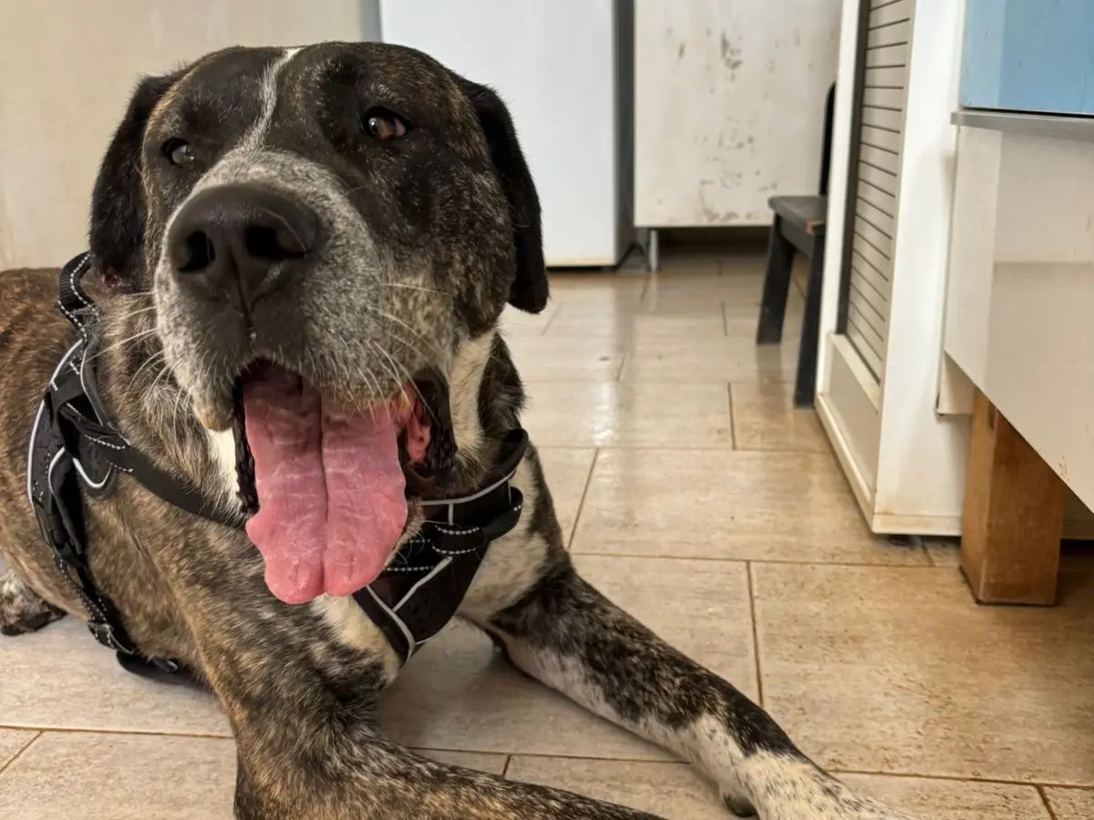 Vuoi adottare un cane a Bari?
