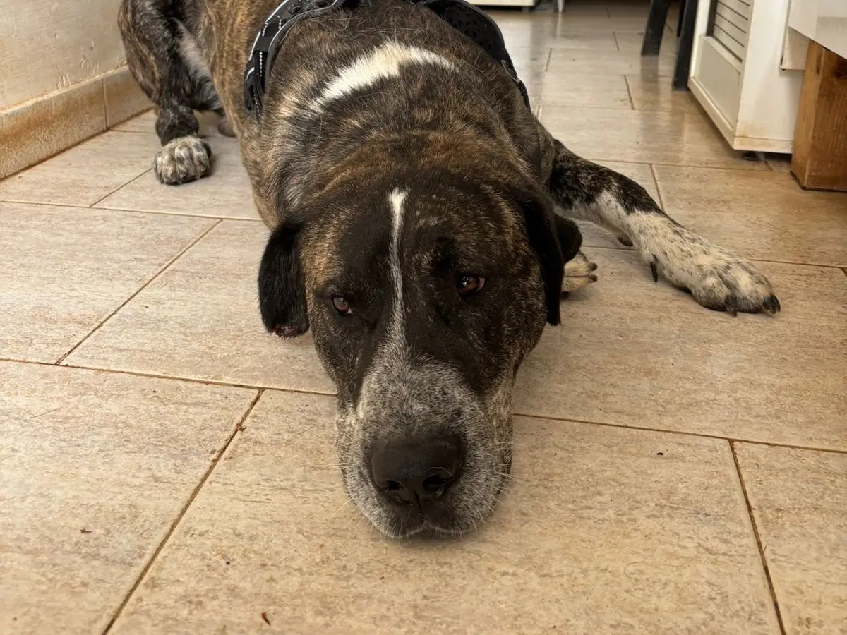 Adotta il cane Dali a Bari