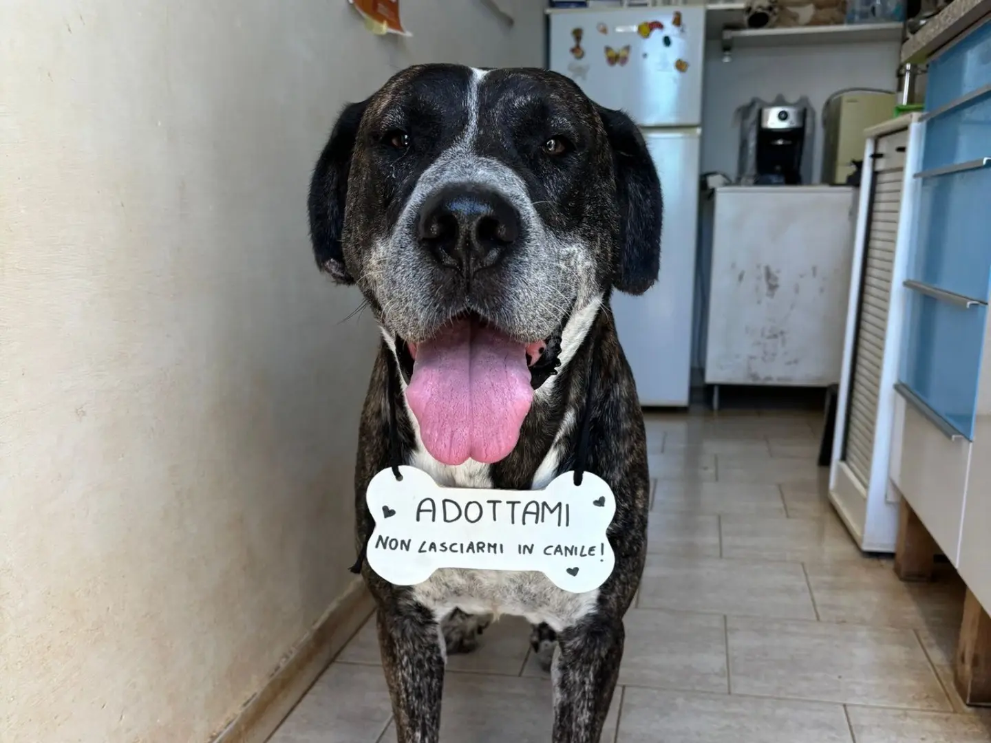 Adozione cane, maschio, meticcio, 5 anni e 1 mese, taglia gigante, Bari