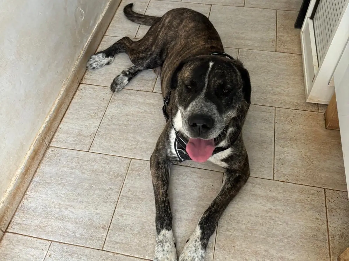 Adotta un cane, maschio, 5 anni e 1 mese, Bari