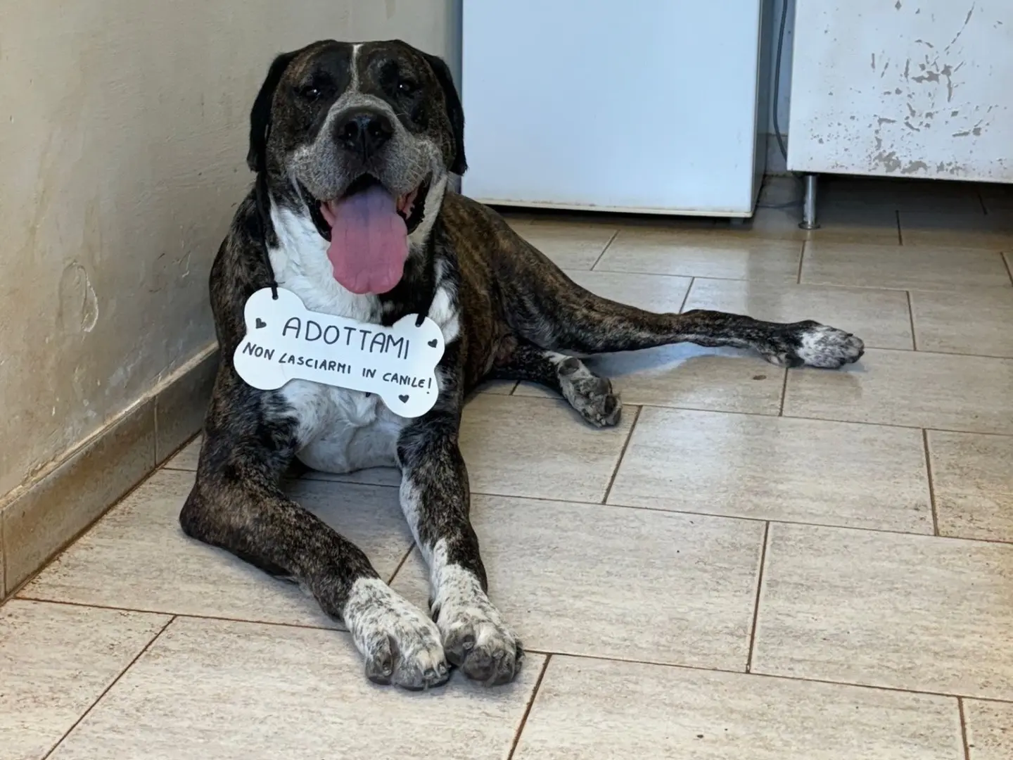 Adotta un cane, taglia gigante, maschio, Bari