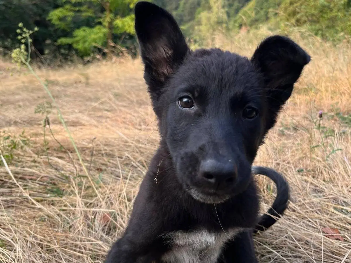 Adozione cane, femmina, Razza sconosciuta Razza sconosciuta, 5 mesi, taglia media, Torino