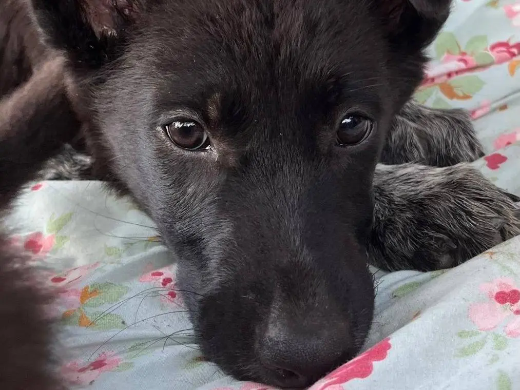 Adotta un cane, femmina, 5 mesi, Torino