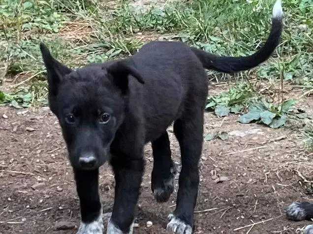 Vuoi adottare un cane a Torino?